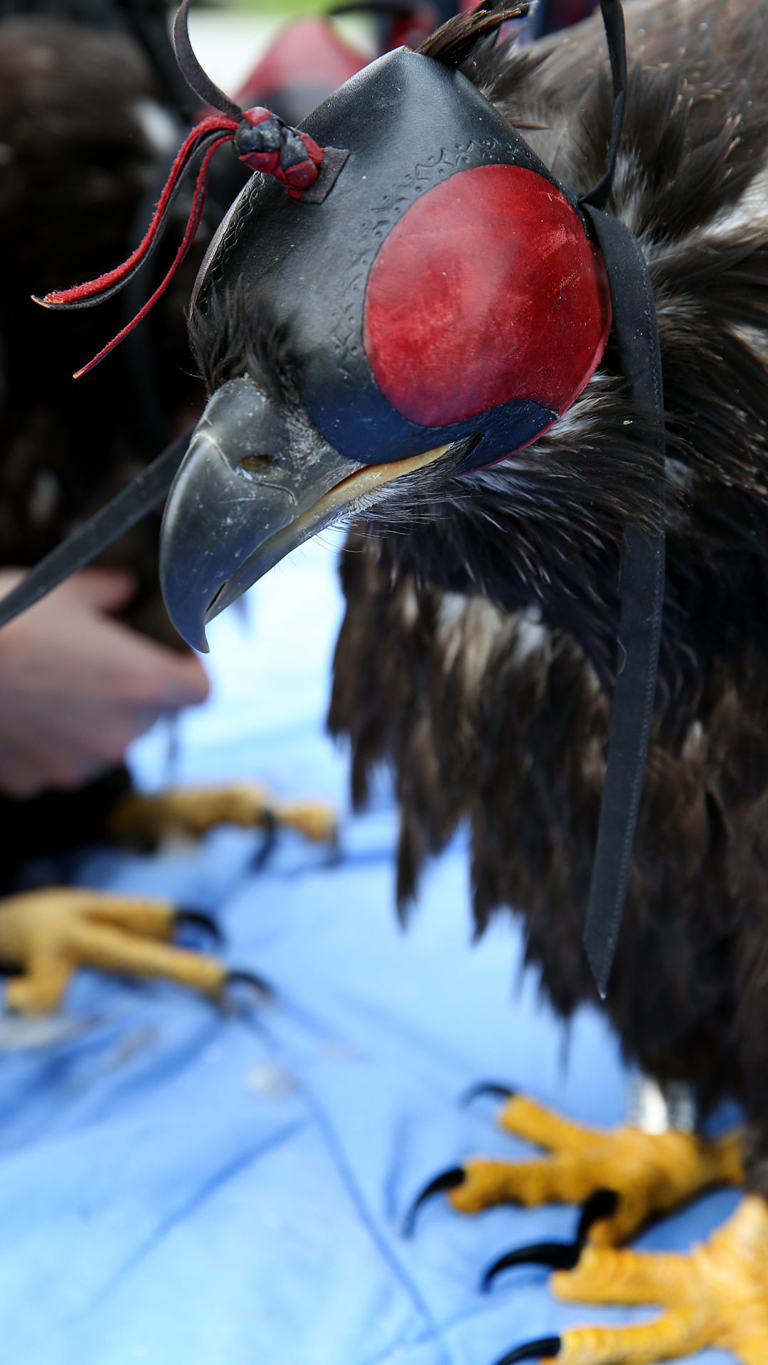 Outtakes: Arconic eaglets